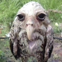 A Potoo bird with massive, wide eyes staring directly into the camera with a look of intense confusion.