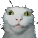 298299crazykitty custom emote from FancyMan Academy ™