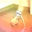 A hamster dancing rapidly while the image colors cycle through a spectrum.