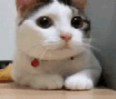 CatDisagreeing animated emote | Besties Community