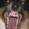 doggo custom emote | Mirror Universe