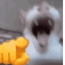 catlaugh animated emote - ✦Sleepy Hollow✦