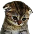 babykitty Discord Emoji - Michigan Idiots