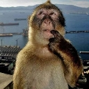 Monkey resting its hand on its chin with a thoughtful and confused expression.