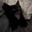 cat_scare custom emote - The Lumberyard™