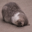 cat_sob Discord sticker | Pandora Services