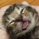 kot_1 Discord Emoji - {рп}~ДуРкА~{рп}