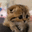 Social_innocentkitty animated Discord emote - ୨ Caféx ୧／Social  ﹒ International ﹒Nitro﹒pfps﹒Fun (Masti)