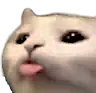 Cat face with its tongue sticking out in a playful blep expression.