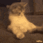 billi_opi animated GIF emoji from Lovers Cafe™ | Indian Discord Server • Nitro • Voice Chat • Active • India • Hangout • Gaming • SFW