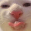 catlicking custom emote from Study Space