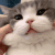 squishcat animated Discord emote from The Rogue Syndicate