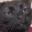 Black cat squinting its eyes with a skeptical and unimpressed expression.