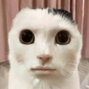 gatoneutro custom emote | Jushoka