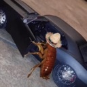roach Discord sticker - 𝓣𝓱𝓮 𝓛𝓞𝓤𝓝𝓖𝓔