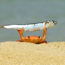 crab_win custom emote - The Lumberyard™