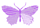 Four purple butterflies in varying shades and sizes displayed in a row.