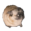 Dog_Is_Dancing animated Discord emote from Emmys Universe