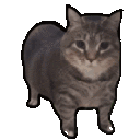 __ animated GIF emoji from 遊戲小鎮