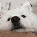 boop animated Discord emote from The Lumberyard™