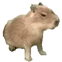 capybara animated emote - District 20
