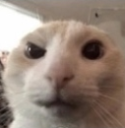 catStare custom emote - /r/christians