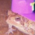 fwog custom emote | Bridger Western Server | Trading • Guides • Updates • LFG