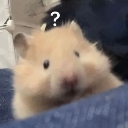 confusedhamster custom emote from [IN-DEV]Last Starser Overultra