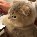 angrycat Discord Emoji - 遊戲小鎮