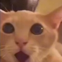catwoow Discord Emoji | 𝘙𝘌𝘈𝘓𝘐𝘛𝘠 𝘈𝘞𝘈𝘐𝘛𝘚... but after 24.7