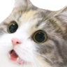 catwowww Discord sticker | Dadscord | Active VC Discord • SFW • Anime • Chill • Social • Emojis • VC • Active Voice Chat