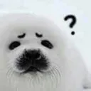 confusedseal Discord sticker - mrrp