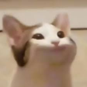 Cat with a wide, open mouth looking like it is clicking.