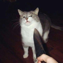 knifecat Discord Emoji | Dead Sheeps