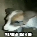 A blurry dog looking directly at the camera with the text Mengerikan Jir overlaid at the bottom.
