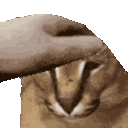 floppapet animated emote from The MOON haunts me
