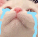 cat_tears Discord Emoji | Niveous Gaming