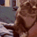 patcat animated GIF emoji - Cyberpunk Syndicate ☁୨ৎ