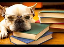 French Bulldog wearing glasses resting its head on a stack of books.