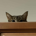 0EpicMiniPeek custom emote from 𝐼𝓂𝓅𝓊𝓁𝓈𝑒 𝟣𝟪+