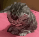 310273eepykitten custom emote | A2Cloud Best Free & Paid Hosting