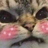 Cat with an angry, snarling expression and bright pink sparkly blush on its cheeks.