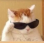 cool Discord Emoji | Apricity™ 😻 | Egirl • Social • Chat • Chill • Vc • Ask To DM