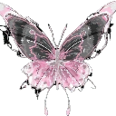Butterfly with pink and black patterned wings displayed symmetrically.