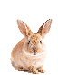 1053055052312485949 animated GIF emoji - WONDERLAND