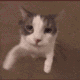 1000053296 animated GIF emoji from 𝙈𝙆丨النهاية   مـنـتـدى الـمـمـلـكـة