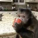 A monkey holding a red cup and looking directly at the camera.