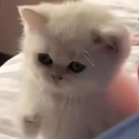 catangry custom emote | mr LEGEND