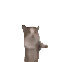 A small brown and white kitten dancing rhythmically from side to side.
