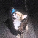 A tabby cat with its eyes closed, gently interacting with a bright blue butterfly on its nose.
